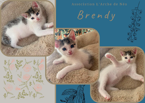 Adopter Brendy