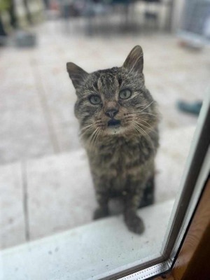 Adopter Brigand