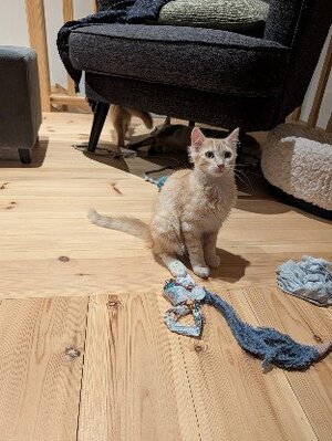 Adopter Brioche