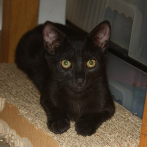 Adopter Briochette