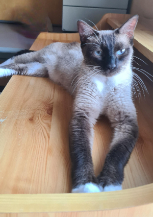 Adopter Briseis