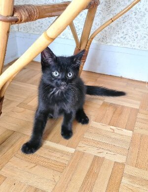 Adopter Broadway