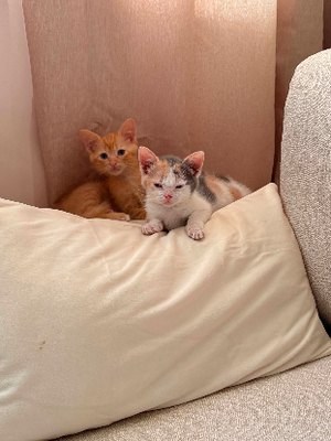Adopter Brooksy et barnabé