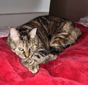 Adopter Brownie