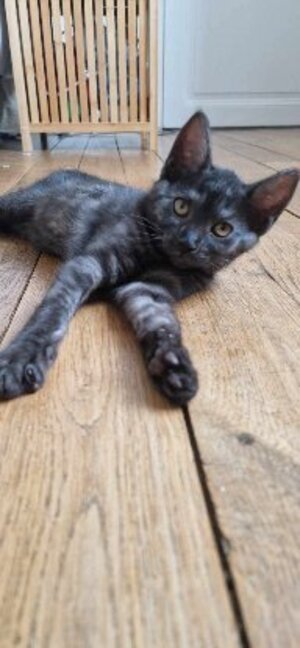 Adopter Brume