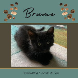 Adopter Brume