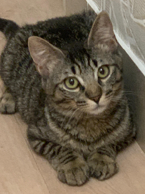 Adopter Brunette