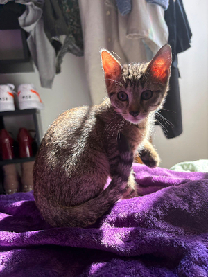 Adopter Brutus
