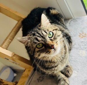 Adopter Bryony