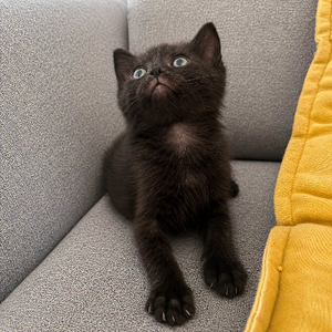 Adopter Bud
