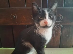 Adopter Buddy