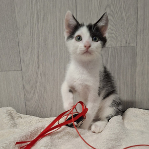 Adopter Buddy