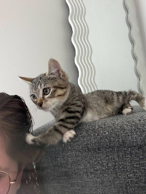 Adopter Buddy