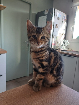 Adopter Buenita