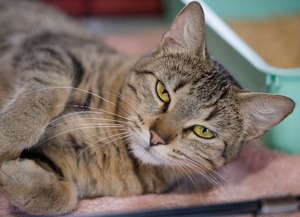 Adopter Bulle