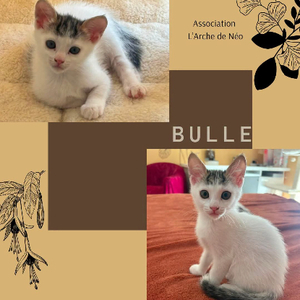 Adopter Bulle