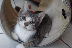 Adopter Burdy