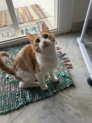 Adopter Butters