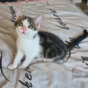 Adopter Buzz