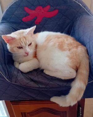 Adopter Cacahuete