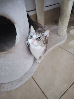 Adopter Calie