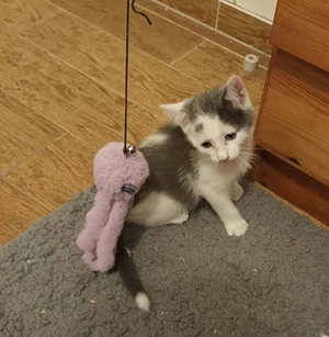 Adopter Calimero