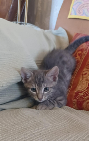 Adopter Calin