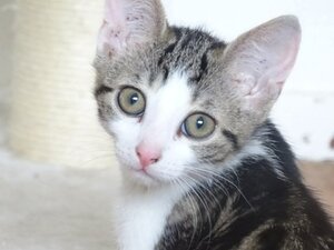 Adopter Calista