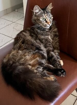 Adopter Calysta