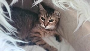Adopter Canelle