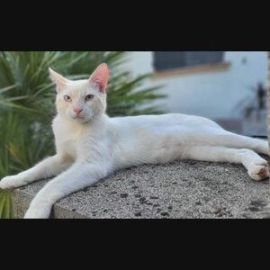 Adopter Caramel