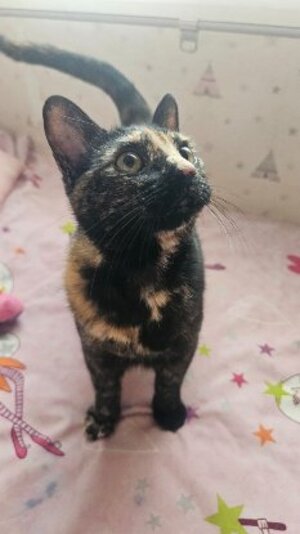 Adopter Cari