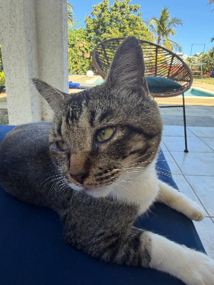 Adopter Carlos