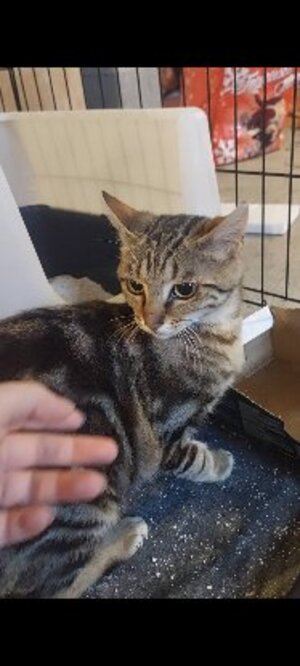 Adopter Catimini