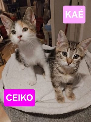Adopter Ceiko et kae