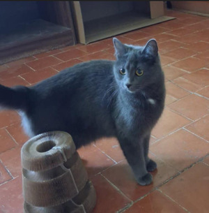 Adopter Cendrine