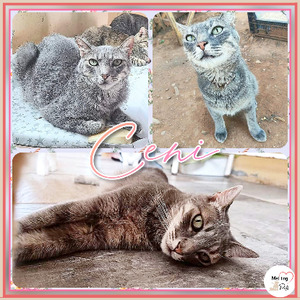 Adopter Ceni