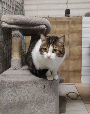 Adopter Cerise