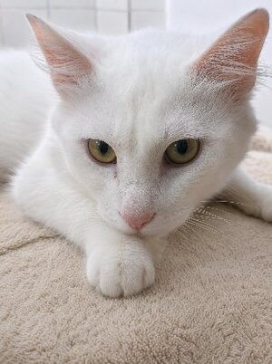 Adopter César