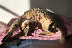 Adopter Chabine