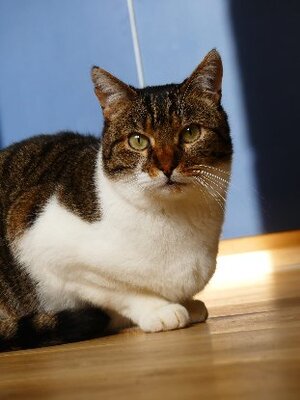 Adopter Chaman