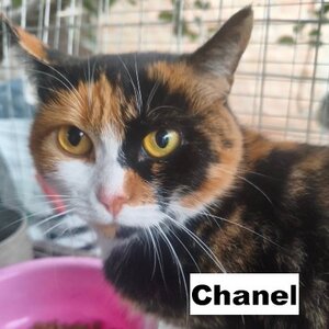 Adopter Chanel