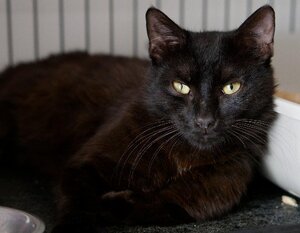 Adopter Chappy