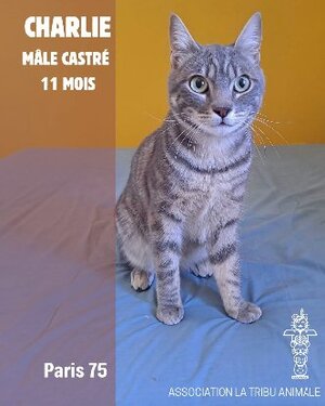 Adopter Charlie