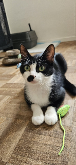Adopter Charlie