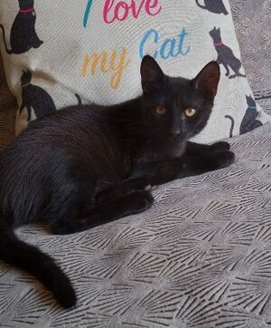 Adopter Charlot