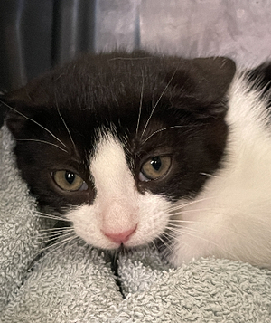 Adopter Charly