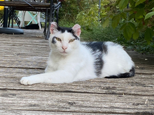 Adopter Charly