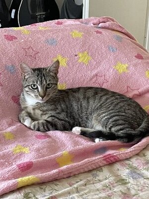 Adopter Chaussette
