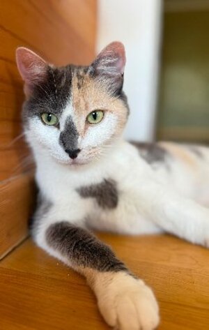 Adopter Cherry